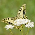 Old World Swallowtail butterfly - Papilio machaon Royalty Free Stock Photo