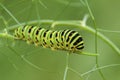 Old World Swallowtail butterfly - Papilio machaon Royalty Free Stock Photo