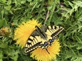 The Old World swallowtail butterfly Papilio machaon or Schwalbenschwanz Schmetterling Royalty Free Stock Photo