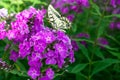 Old world Swallowtail butterfly (Papilion machaon ) feeding on blooming purple phlox outdoors in sunny day in summertime Royalty Free Stock Photo