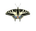 Old World Swallowtail