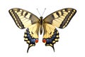 Old World Swallowtail Papilio machaon butterfly