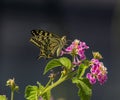 Old World swallowtail Royalty Free Stock Photo