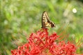 Old world swallowtail (Papilio machaon) and Red spider lily flowers. Royalty Free Stock Photo