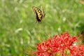 Old world swallowtail (Papilio machaon) and Red spider lily flowers. Royalty Free Stock Photo