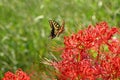 Old world swallowtail (Papilio machaon) and Red spider lily flowers. Royalty Free Stock Photo