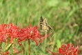 Old world swallowtail (Papilio machaon) and Red spider lily flowers. Royalty Free Stock Photo