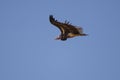 Lappet faced Vulture in Flight Royalty Free Stock Photo