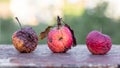 Old wormy, rotten and wrinkled apples on a blurred background in nature