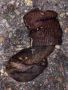 Old Abandoned Sock on Gravel Road Texture of Poverty