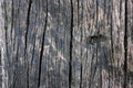 Old wood texture as a natural pattern