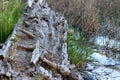 old worn down log submerged in the shallow water