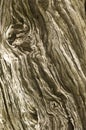 Old worn and dried out tree trunk Royalty Free Stock Photo