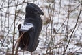 An old, worn-out black men`s shoe is pinned to a branch on a winter`s day Royalty Free Stock Photo