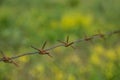 An old, worn and rusty steel barbed wire over green blurred background Royalty Free Stock Photo