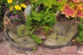 Old worn shoes turned into flower pots. Royalty Free Stock Photo