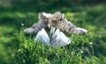 Opened book on the background of green lawn and old shoes Royalty Free Stock Photo