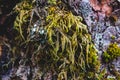 Old worn tree bark moss growing Royalty Free Stock Photo