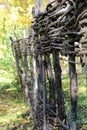 Old fence made of wooden rods with ivy sprout Royalty Free Stock Photo