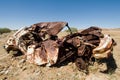 Old wrecked car in Outback Australia Royalty Free Stock Photo