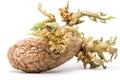 Old wrinckled Potato with green sproutsOld wrinkled Potato with green sprouts on white background