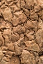 Old wrinckled Potato skin for abstract background. Macro Photography