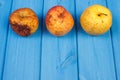 Old wrinkled apples with mold on blue boards, copy space for text