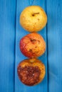 Old wrinkled apples with mold on blue boards