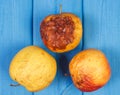 Old wrinkled apples with mold on blue boards