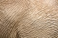 Old wrinkled dry elephant skin, closeup texture, endangered species, aging tough hide Royalty Free Stock Photo
