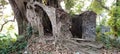 Old 200 years old banayan tree routed on lefted English empire in WB