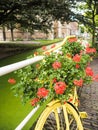 Old yellow bicycle filled with flowers and used for urban garden Royalty Free Stock Photo