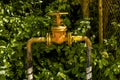 Old yellow gas pipe with valve in green leaves Royalty Free Stock Photo