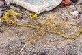 Old yellow rope and a small dry branch lying on sand at shore of stony coastal beach Royalty Free Stock Photo