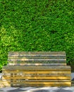 Old yellow wooden bench on the tile floor and green leaves wall background Royalty Free Stock Photo