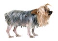 Old yorkshire terrier with tumour