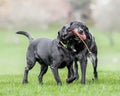 Old and Young Black Labrador holding a toy or bean bag in their mouths together.