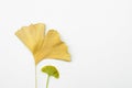 Old and young Ginkgo leaves on an isolated white background Royalty Free Stock Photo