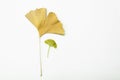 Old and young Ginkgo leaves on an isolated white background Royalty Free Stock Photo
