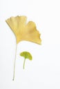 Old and young Ginkgo leaves on an isolated white background Royalty Free Stock Photo