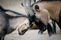 Old and young goat Royalty Free Stock Photo