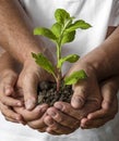 Old and young hands holding a little tree Royalty Free Stock Photo