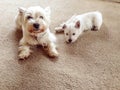 Old and young: senior west highland terrier dog with westie puppy indoors in house with carpet and copy space