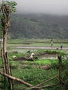 Workers old and Young in the Rice paddies, flores, Indonesia