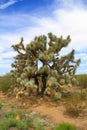 USA, Arizona: Old Yucca Tree Royalty Free Stock Photo