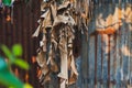Old zinc with dried banana leaves Royalty Free Stock Photo