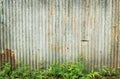 Old zinc wall texture background and green grass, rusty on galvanized metal panel sheeting Royalty Free Stock Photo