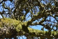 Oldappletree moss tree nature trunk