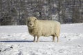 Olde English Babydoll Southdown Ewe Sheep Royalty Free Stock Photo