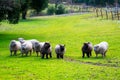 Olde English Babydoll Southdown unsheared hornless sheep on green grass meadow. The breed is small-framed sheep with short legs Royalty Free Stock Photo